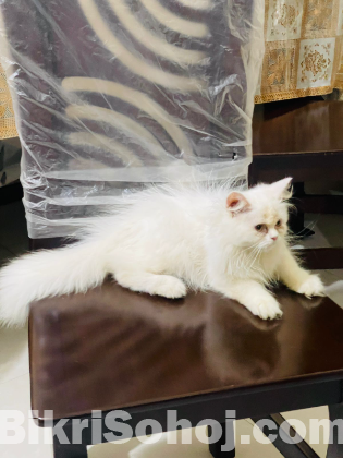 Triple coat persian (female)